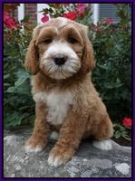 Noelle Dempsey pups 8 wks old 40!