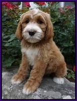 Noelle Dempsey pups 8 wks old 42!