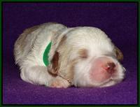 Noelle Dempsey 1 wk old 151