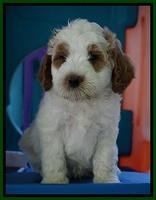 Noelle Dempsey pups 7 wks old 221