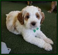 Noelle Dempsey pups 7 wks old 231