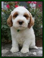 Noelle Dempsey pups 8 wks old 31!