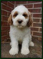 Noelle Dempsey pups 8 wks old 33!