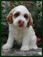 Noelle Dempsey pups 8 wks old 34!
