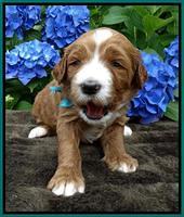 Noelle Dempsey pups 3 wks old 181