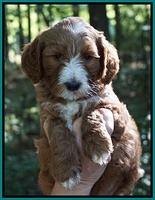 Noelle Dempsey pups 6 wks old 121