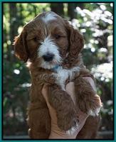 Noelle Dempsey pups 6 wks old 131