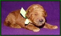Noelle Dempsey 1 wk old 221
