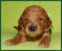Noelle Dempsey pups 2 wks old 231