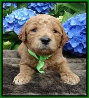 Noelle Dempsey pups 3 wks old 191