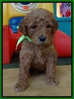 Noelle Dempsey pups 4 wks old 211