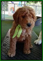 Noelle Dempsey pups 5 wks old 281