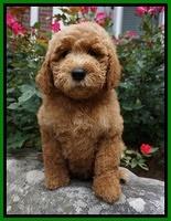 Noelle Dempsey pups 8 wks old 20!