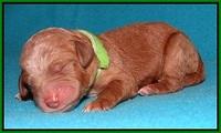 Noelle Dempsey pups newborn 141