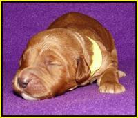 Noelle Dempsey 1 wk old 251