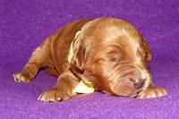Noelle Dempsey 1 wk old 281