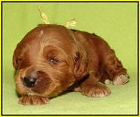 Noelle Dempsey pups 2 wks old 251