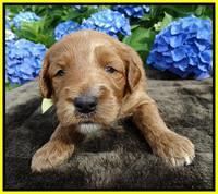 Noelle Dempsey pups 3 wks old 221