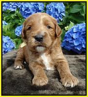 Noelle Dempsey pups 3 wks old 241
