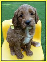 Noelle Dempsey pups 5 wks old 291