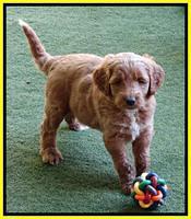 Noelle Dempsey pups 5 wks old 321