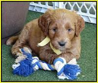 Noelle Dempsey pups 5 wks old 331