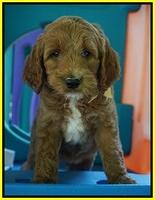 Noelle Dempsey pups 7 wks old 371