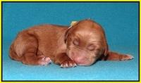 Noelle Dempsey pups newborn 161