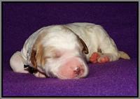 Noelle Dempsey 1 wk old 301