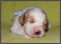 Noelle Dempsey pups 2 wks old 261