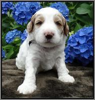 Noelle Dempsey pups 3 wks old 251