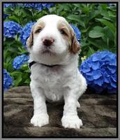 Noelle Dempsey pups 3 wks old 261