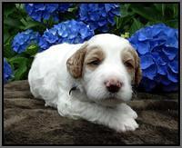 Noelle Dempsey pups 3 wks old 271