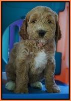 Noelle Dempsey pups 7 wks old 461