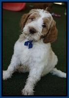 Noelle Dempsey pups 7 wks old 471