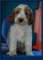 Noelle Dempsey pups 7 wks old 491