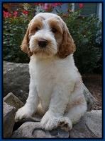 Noelle Dempsey pups 8 wks old 7!