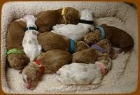 Noelle Dempsey pups newborn 211