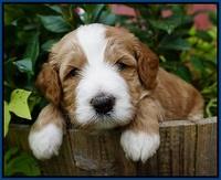 Dawn Dapper Dan pups 4 wks old 11