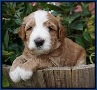 Dawn Dapper Dan pups 4 wks old 21