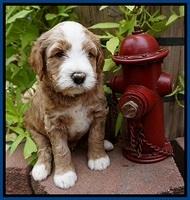 Dawn Dapper Dan pups 5 wks old 31