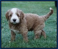 Dawn Dapper Dan pups 6 wks old 21