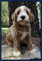 Dawn Dapper Dan pups 7 wks old 31
