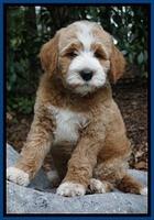Dawn Dapper Dan pups 8 wks old 21225