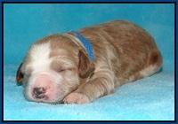 Dawn Dapper pups 1 wk old 21
