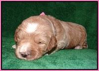 Dawn Dapper Dan pups 2 wks old 51