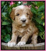 Dawn Dapper Dan pups 4 wks old 51
