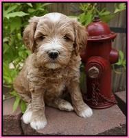 Dawn Dapper Dan pups 5 wks old 51