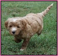 Dawn Dapper Dan pups 6 wks old 61