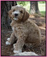 Dawn Dapper Dan pups 7 wks old 101